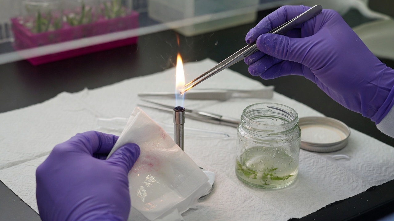 Sterilization of tissue culture tools, with hands in gloves