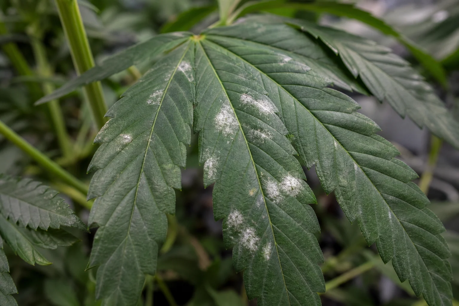 AI photo as an example: first colonies of powdery mildew on a cannabis leaf