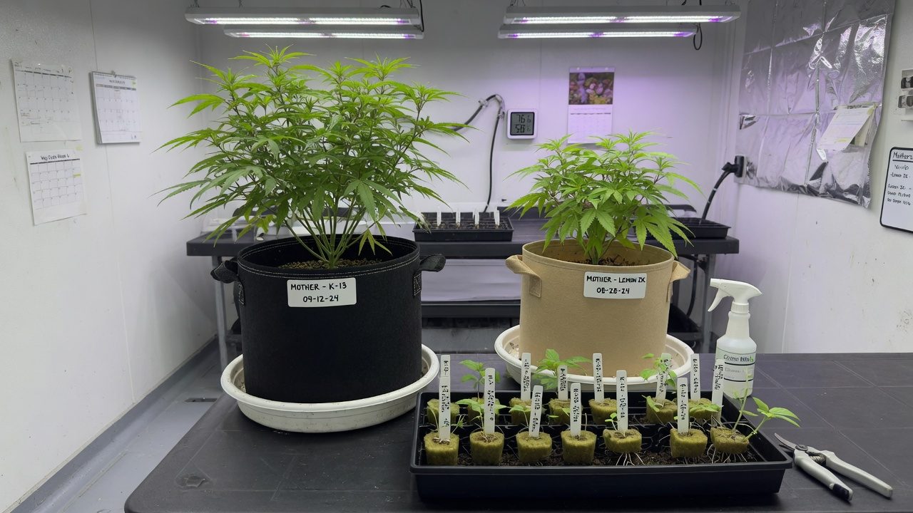 Two cannabis mother plants with labels, and a tray of cuttings with roots in front