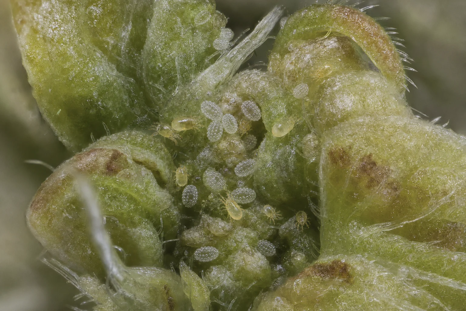 AI photo as an example: broad mites and eggs with ridges on a cannabis meristem