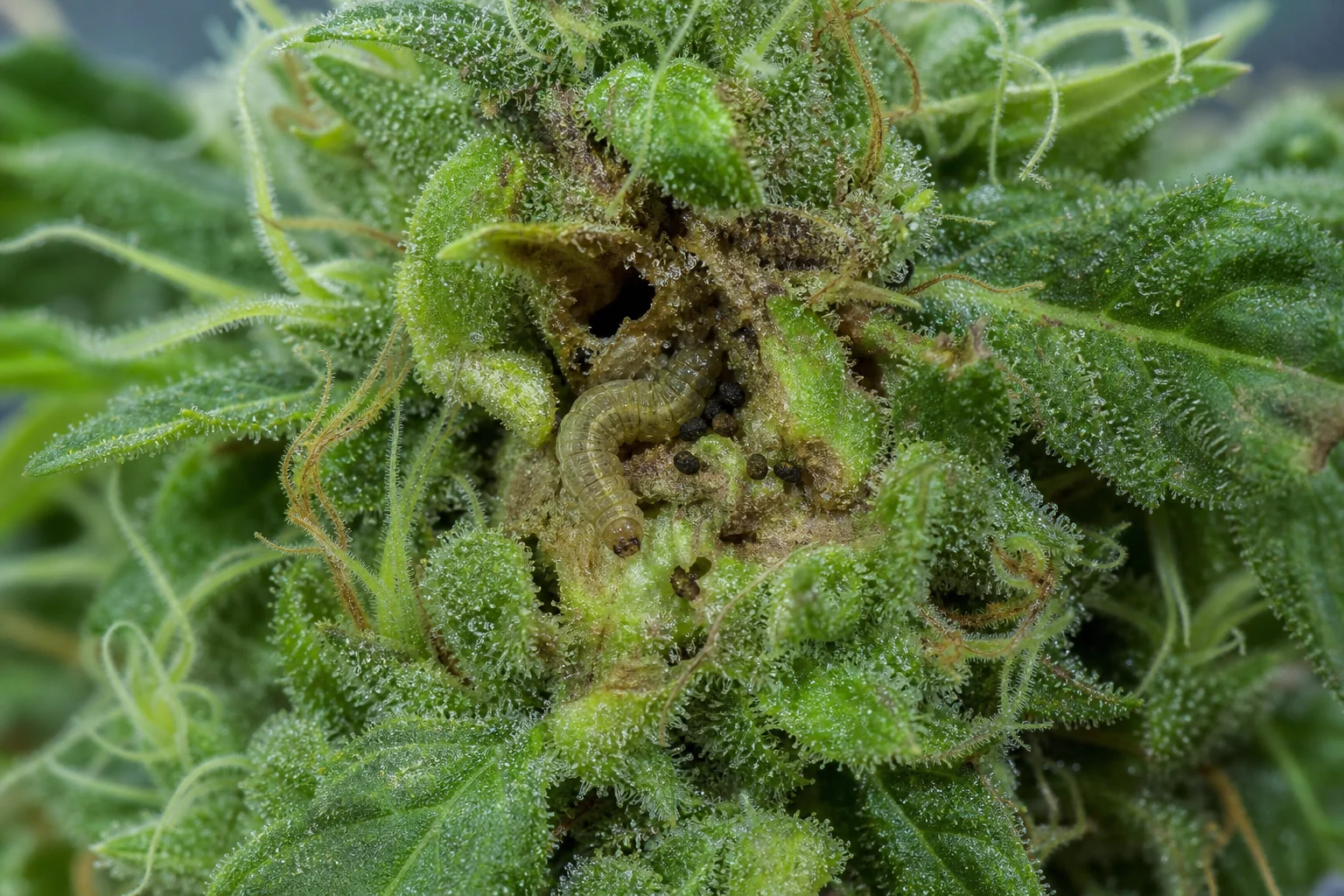 AI photo as an example: caterpillar damage and frass in a cannabis flower