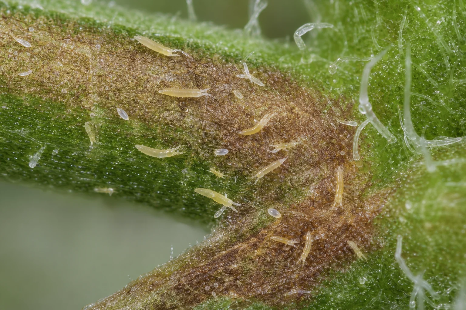 AI photo as an example, with high magnification: hemp russet mites on cannabis