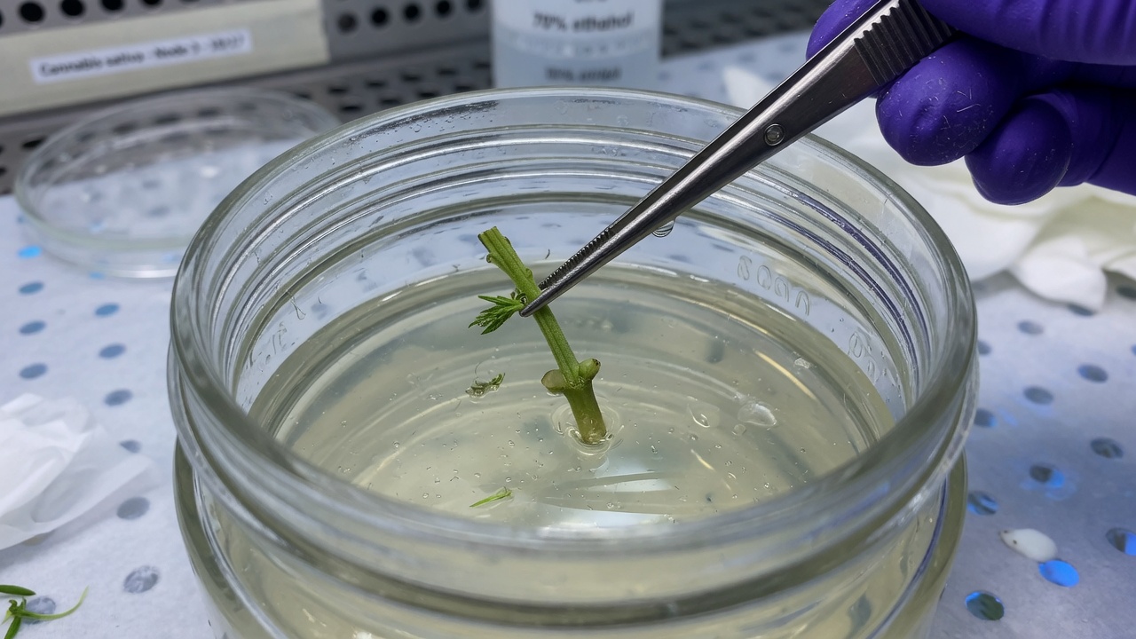 A person puts an explant on agar in a culture vessel