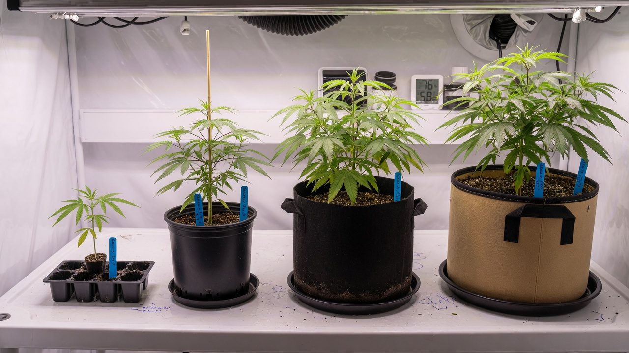 Row of pots, each larger than the previous pot, with cannabis plants at different growth stages