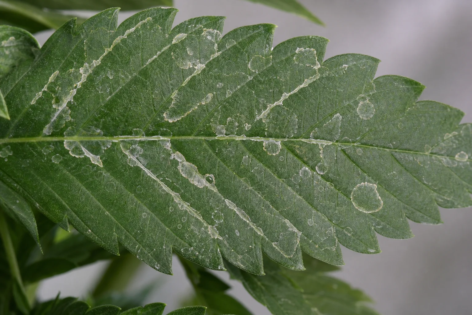 Dry spray residue, and not powdery mildew