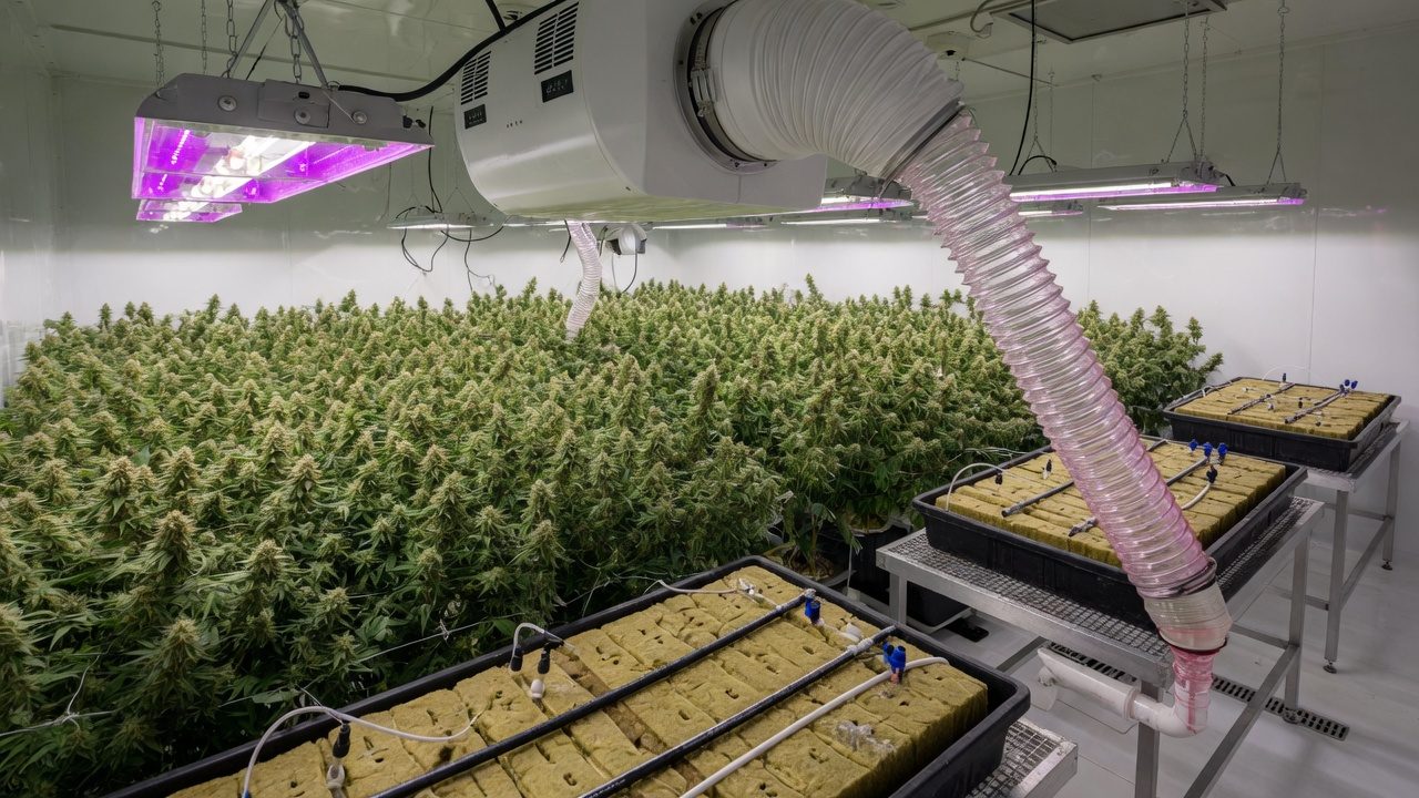 Dehumidifier on the ceiling, with a condensate drain pipe, above a flowering cannabis canopy