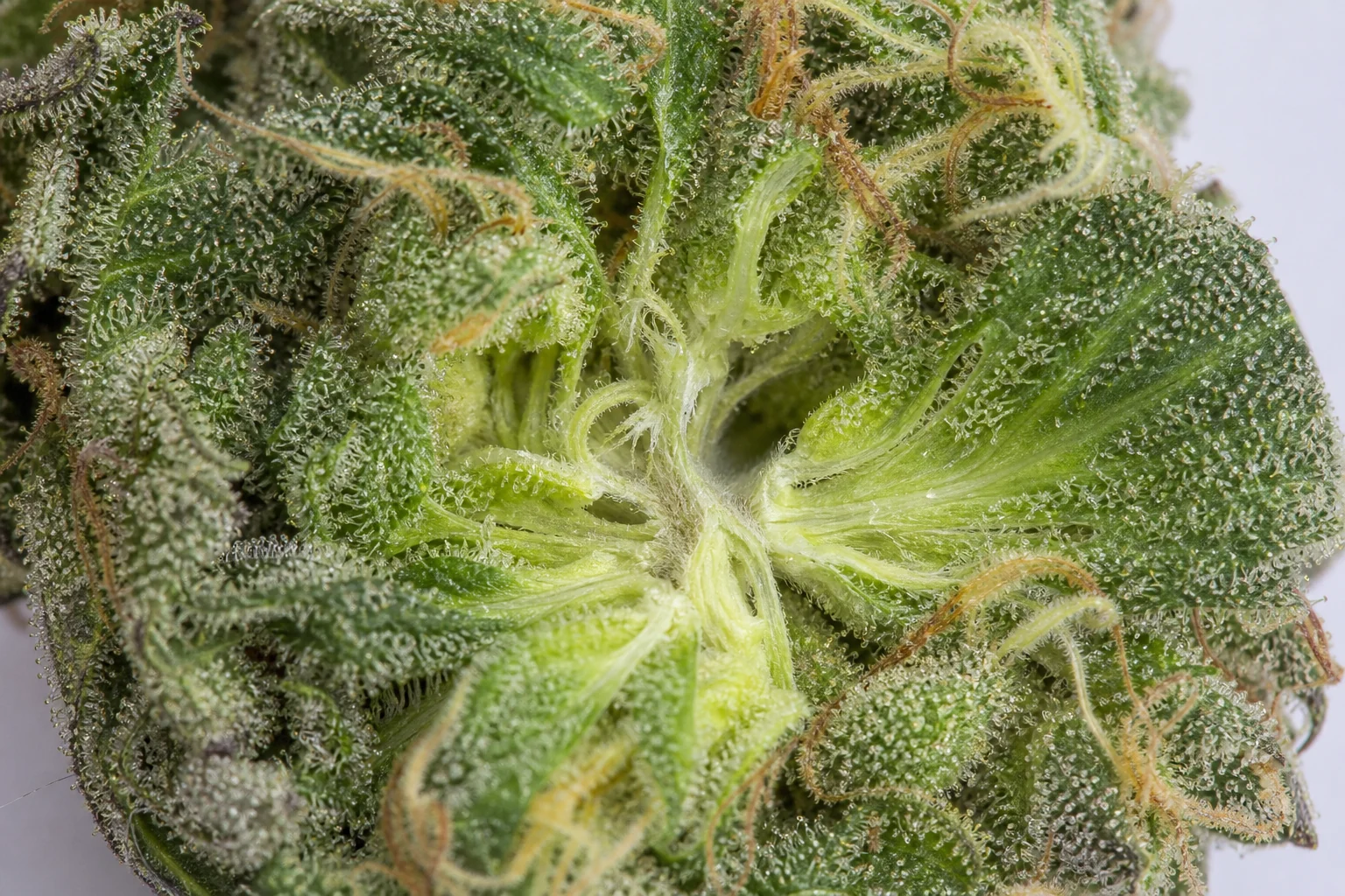 Inner part of a flower in good condition