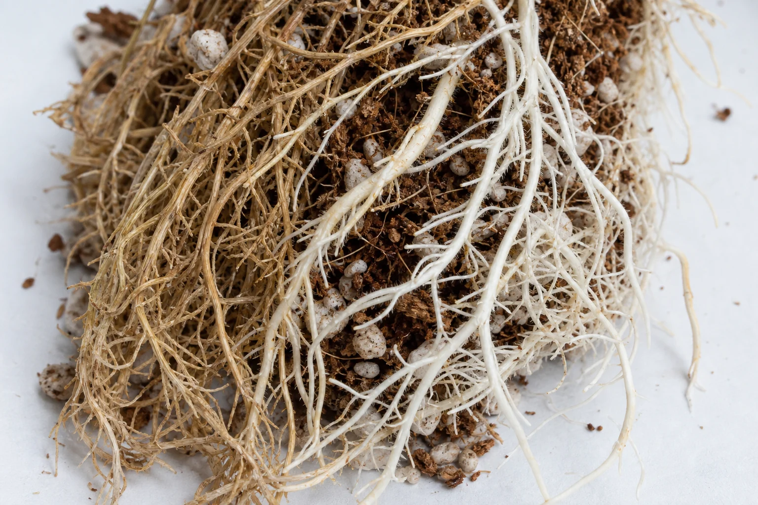Root stress with no pathogen, and no diagnosis at this time