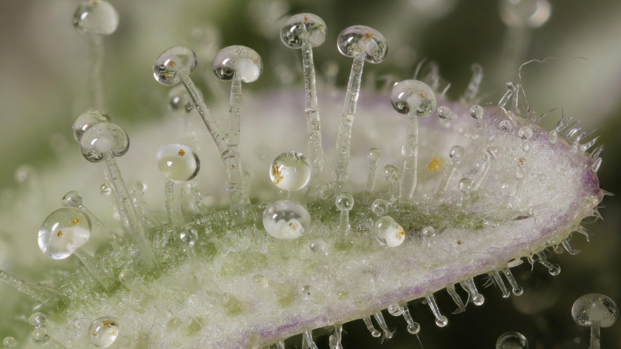 Photo of transparent stalked trichomes on a cannabis bract, at a high magnification
