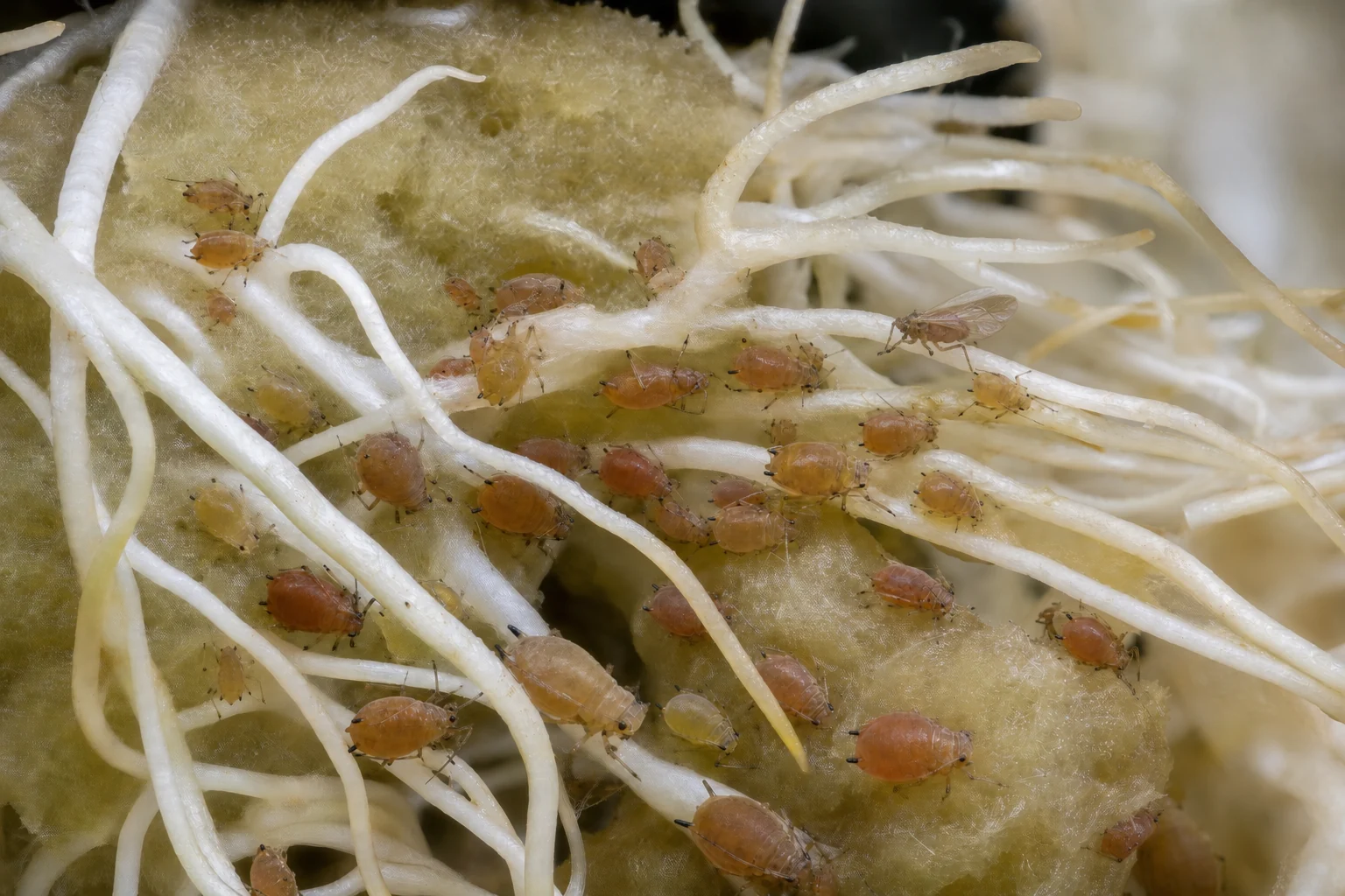 AI photo as an example: colonies of rice root aphids on cannabis roots
