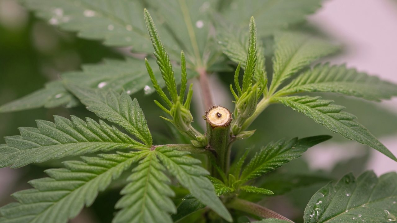 Cannabis plant after topping, with two new leaders at the top node