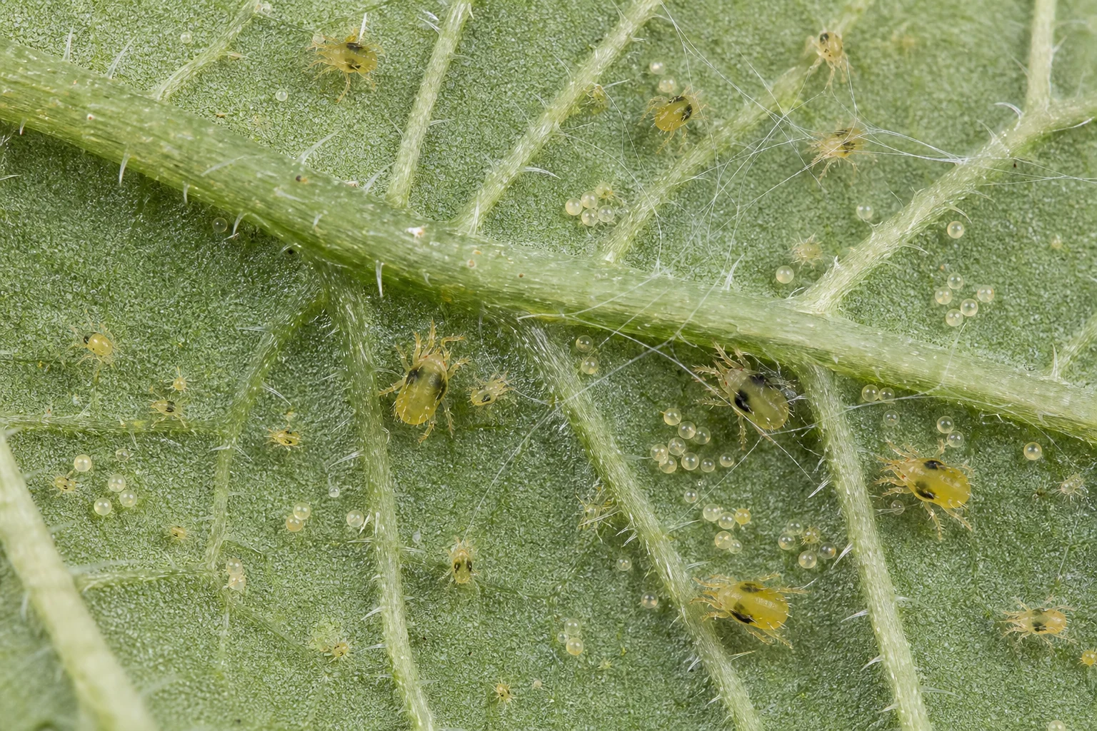 AI photo as an example: two-spotted spider mites, eggs and webbing on cannabis