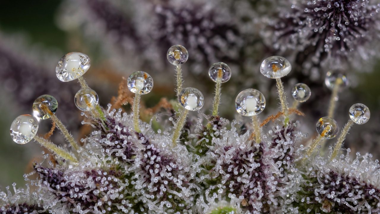 Cannabis bud with many trichomes, at a high magnification