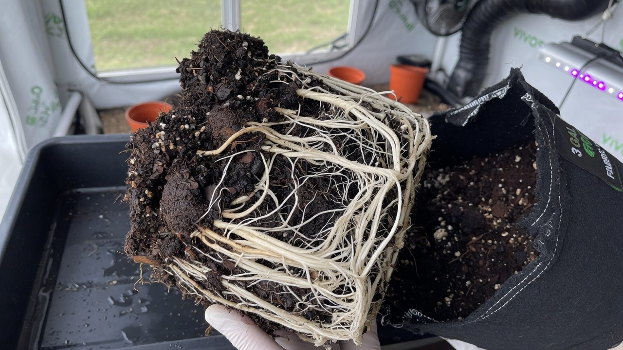 White cannabis roots in good condition around coco coir substrate