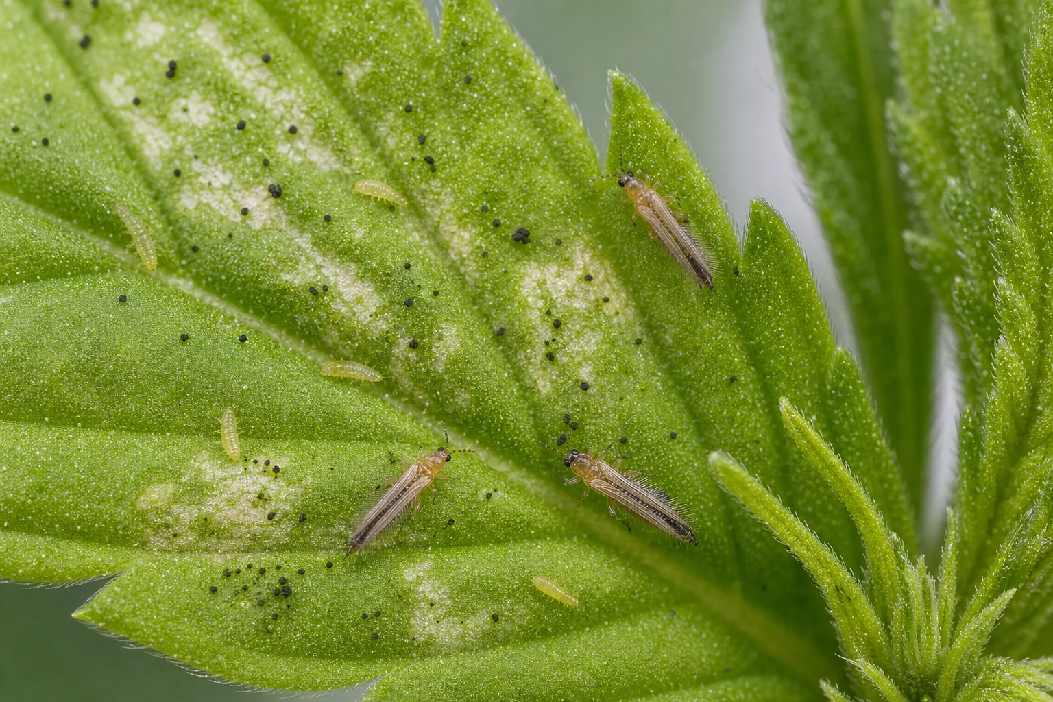 AI photo as an example: thrips and the injury that they cause on cannabis