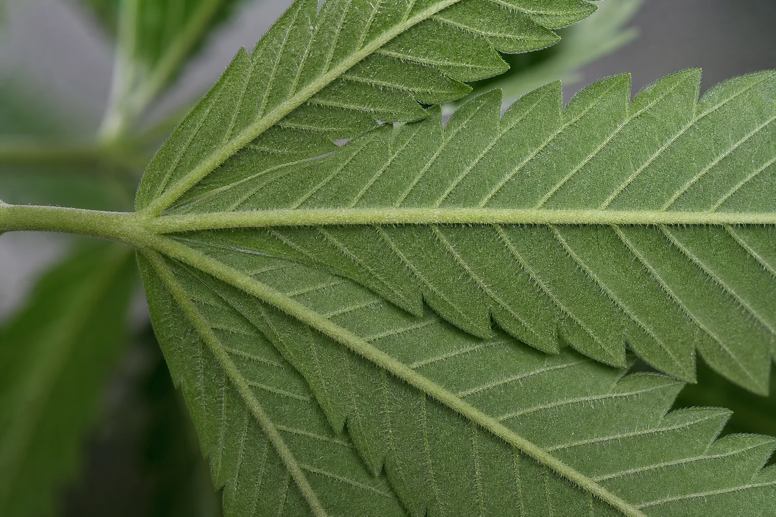 Leaf underside in good condition