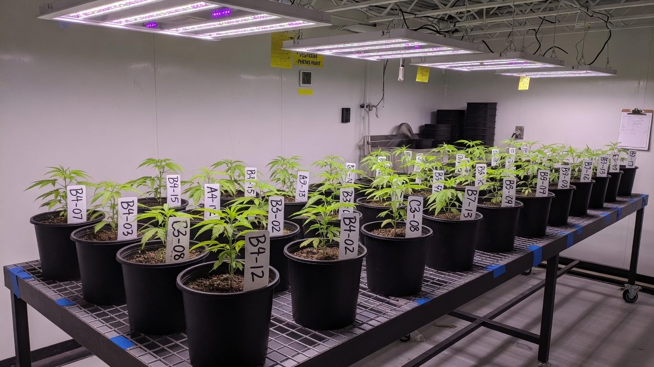 Rows of young cannabis plants with tags, in the same pots, with LED light
