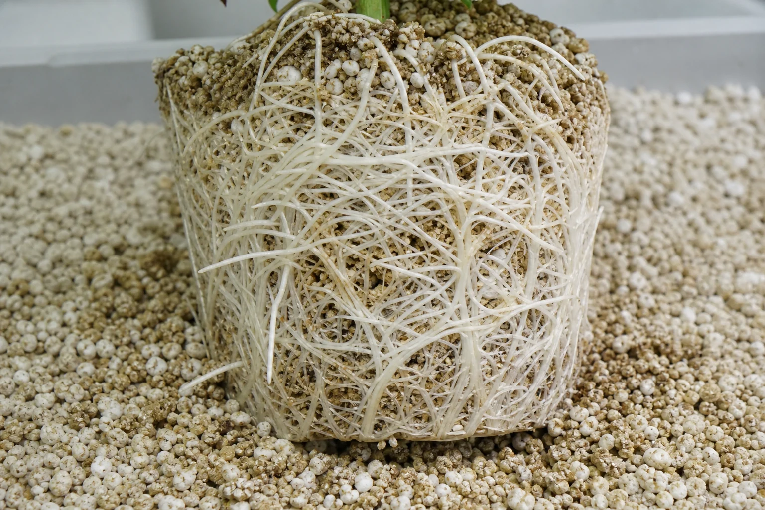 White roots in good condition