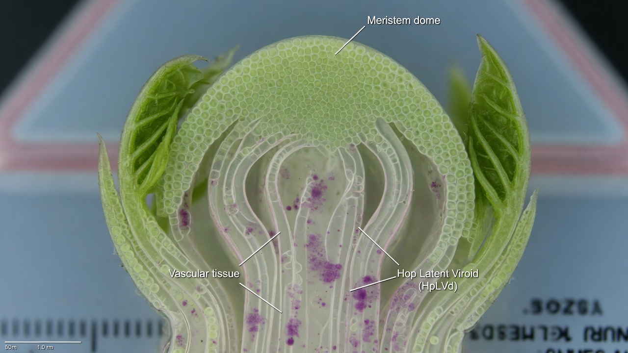Diagram with labels of a meristem, with HpLVd