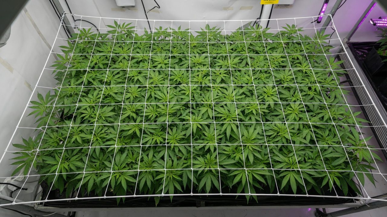Trellis net above a level cannabis canopy in vegetative growth