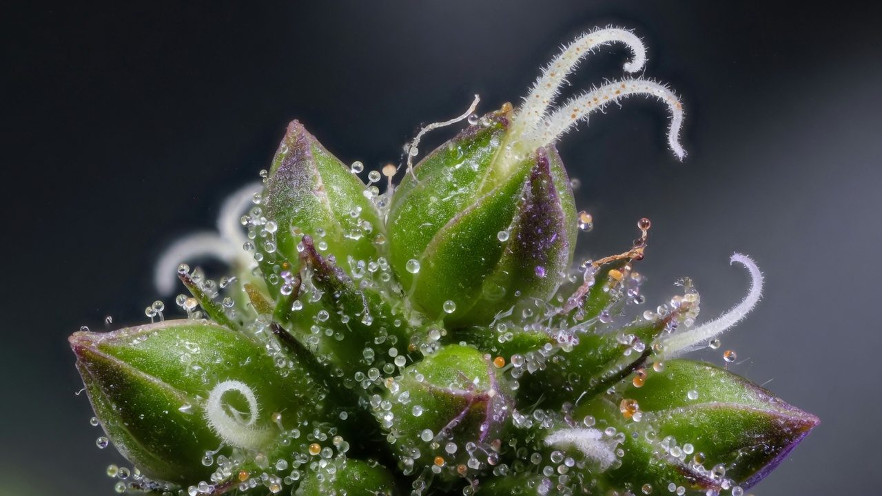 Photo of cannabis bracts with white stigmas, at a high magnification