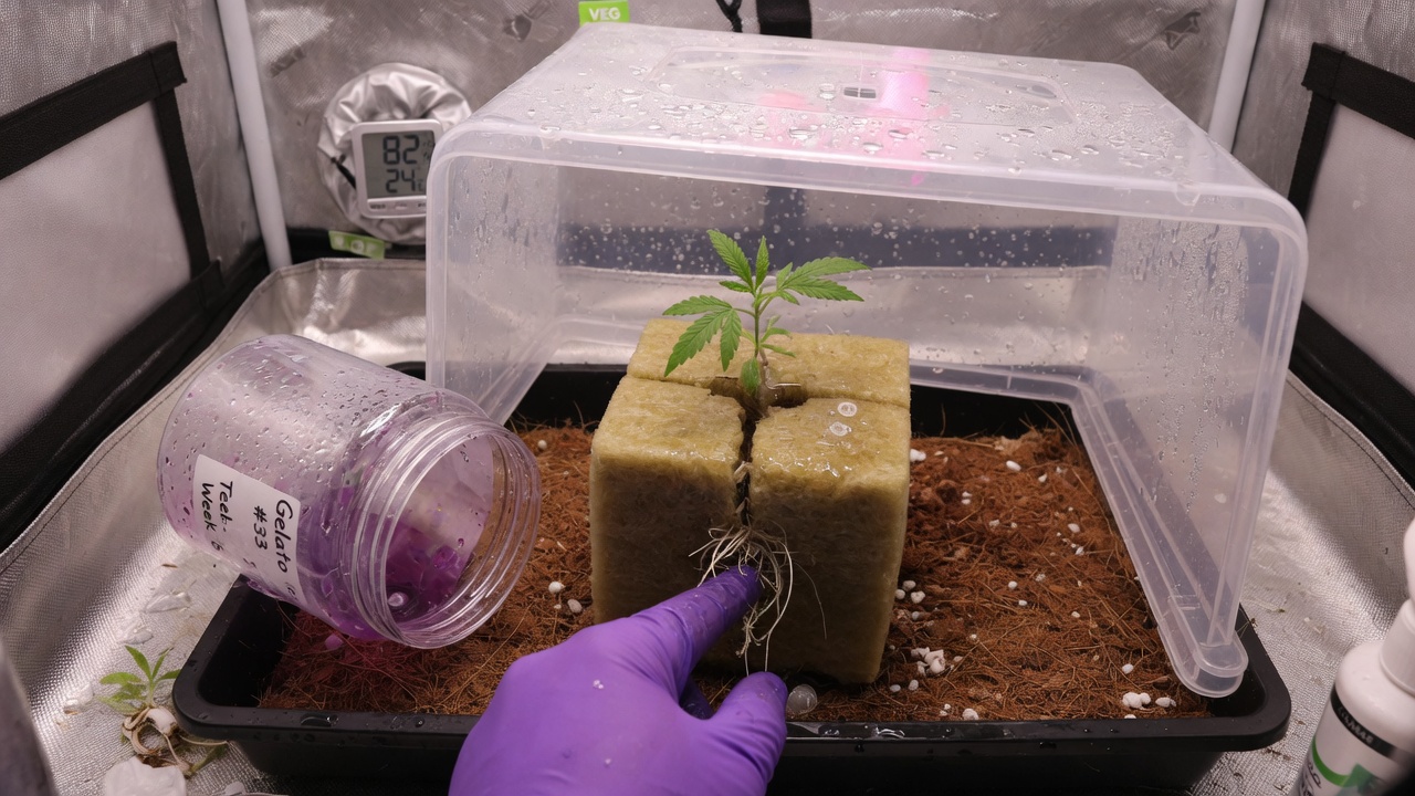 Tissue culture plantlet in a humidity dome, in acclimatization