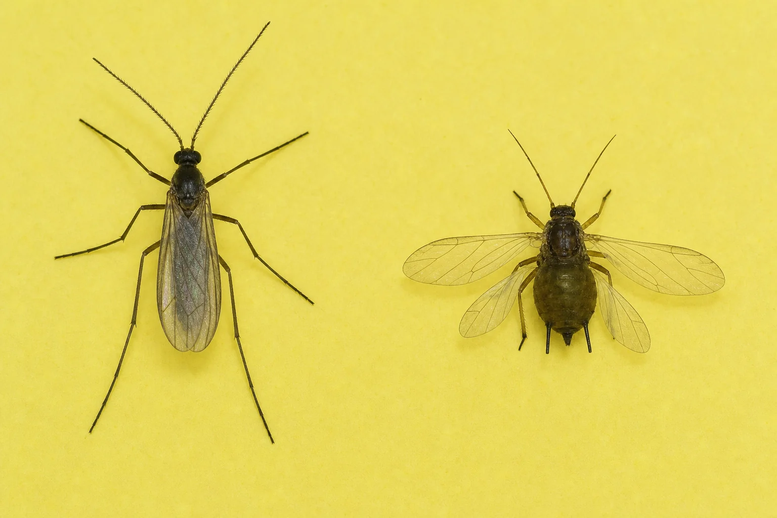 A fungus gnat near a root aphid with wings