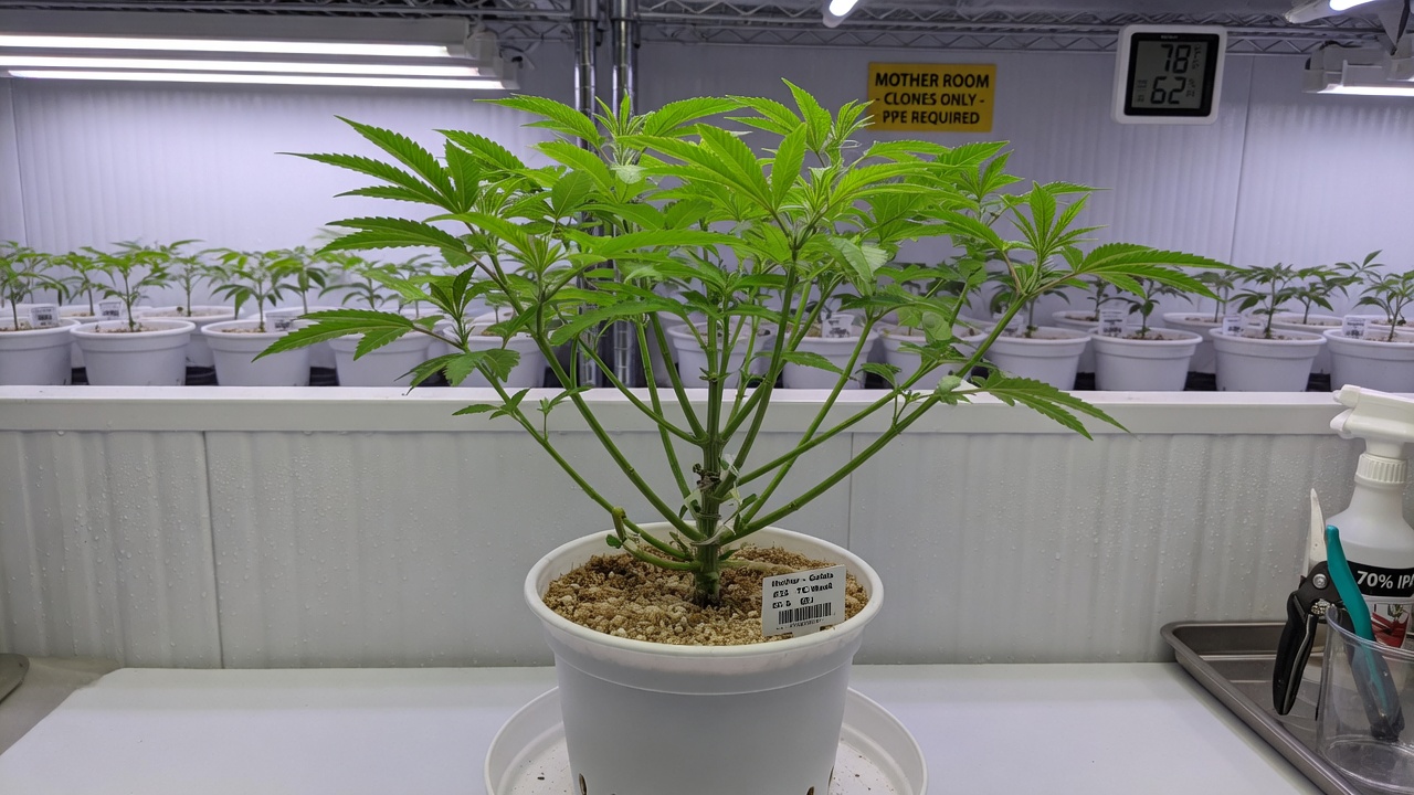 New clean cannabis mother plant from tissue culture